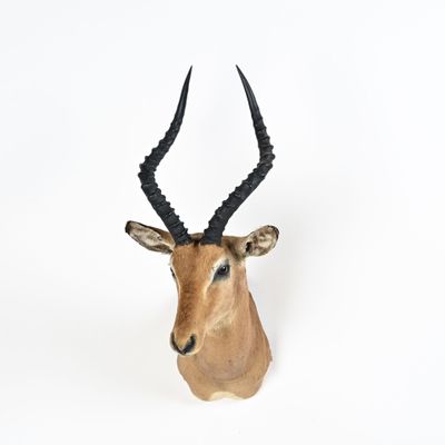 L'antilope se tient debout sur une surface blanche, avec une longue corne d'antilope.