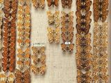 many butterflies that are on display in a display case