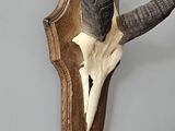 an antelope skull mounted on a wooden wall mounted on a wall