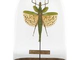 un insecte dans une cloche en verre posée sur un socle en bois