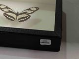 a picture of a butterfly in a box on a table