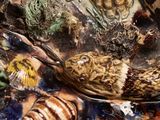 a snake that is laying on the ground next to some shells