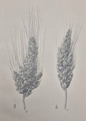 a drawing of two stalks of wheat on a white background
