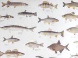 many different types of fish on this page
