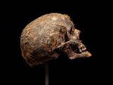 a close up of a skull on a stand against a black background