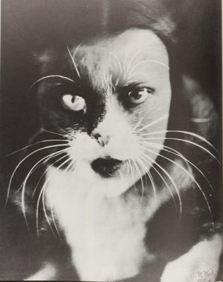 black and white photograph of a cat with a surprised look on its face