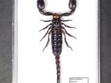 a scorpion insect mounted in a glass frame on a table