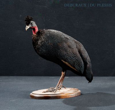 a bird that is standing on a wooden base