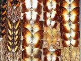 many different types of butterflies on display in a display case