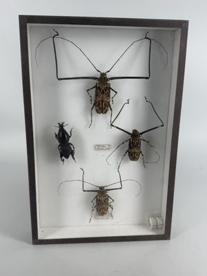 four bugs in a shadow box on a white background