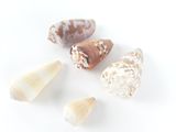 plusieurs types de coquillages différents sur un fond blanc