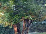 an oil painting of a tree in a grassy field