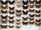 de nombreux types de papillons différents présentés dans une vitrine