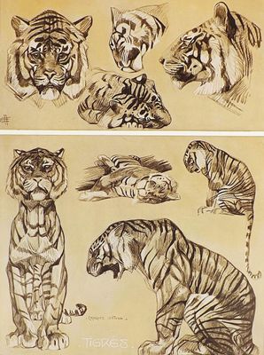 drawings of tigers and other animals are shown in this set