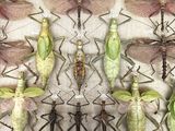 a lot of insects that are sitting on a table