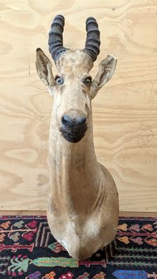 une tête de cerf avec des bois posée sur un tapis, sur un parquet