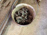 a bucket full of nuts sitting on the floor