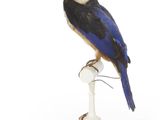 un oiseau perché au sommet d'un poteau