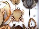 many different kinds of crabs and other animals in a box