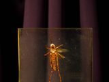 an insect in a glass box sitting on a purple surface