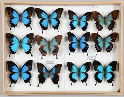 de nombreux papillons disposés dans un cadre en bois