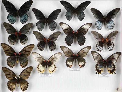 de nombreux papillons exposés dans une vitrine