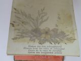 an old book with a picture of a plant on it