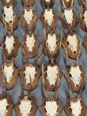 de nombreux crânes de cerfs exposés sur une table