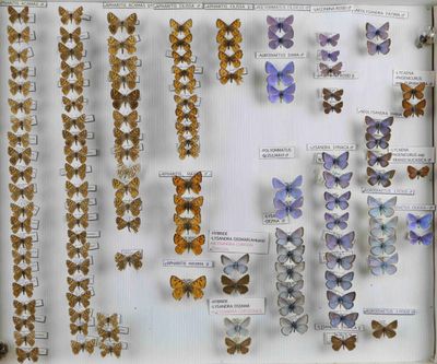 de nombreux types de papillons différents présentés dans une vitrine