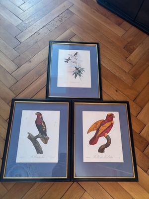 trois photos encadrées représentant des oiseaux, posées sur le parquet du salon