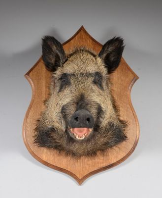 une tête de sanglier fixée sur une plaque en bois accrochée au mur