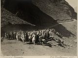 photographie en noir et blanc d'un troupeau de moutons sur un chemin de terre
