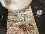 une petite grenouille assise sur un morceau de papier posé sur une table