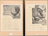 deux images représentant un coq et une poule sur la même page