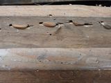 a piece of wood that has a bunch of bananas on it