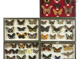four display cases of butterflies in different colors and sizes