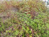 a pile of weeds and weeds growing on the side of a building