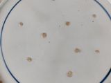 a white plate with a blue stripe on it on a table