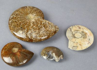 three different types of fossils are displayed on a gray surface