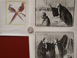 four pictures of birds on the wall of a kitchen