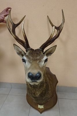 une tête de cerf avec des bois exposée dans une pièce