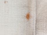 a close up of a bed bug on a piece of linen