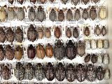 a lot of beetles that are on the wall