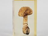 a picture of a mushroom in a clear box