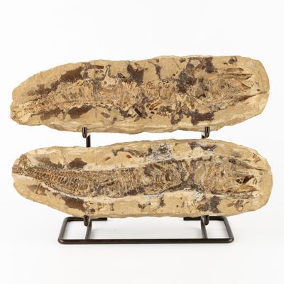 paire de poissons fossilisés sur un socle, sur fond blanc