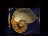 une image représentant un coquillage marin dans une boîte bleue