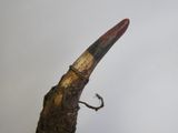 une très longue corne avec une pointe rouge au bout