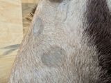 a close up of a goat ' s head in a wooden enclosure