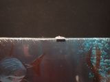 a picture of a shark and a fish in a tank