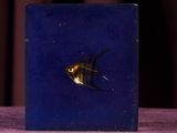 un petit poisson posé dans une boîte bleue